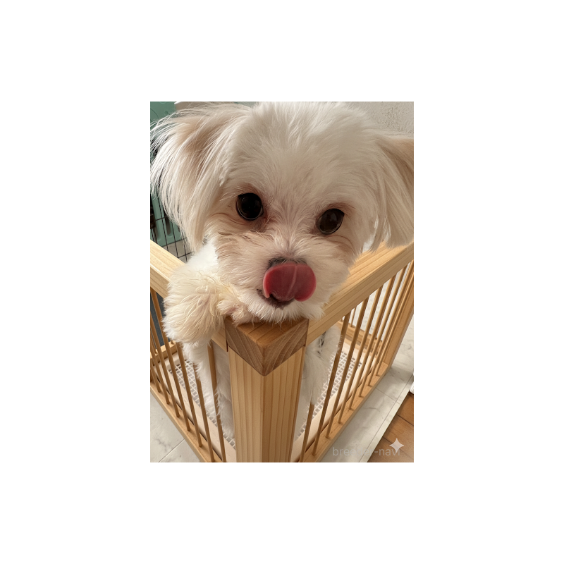 成約済の埼玉県のミックス犬-403681の2枚目