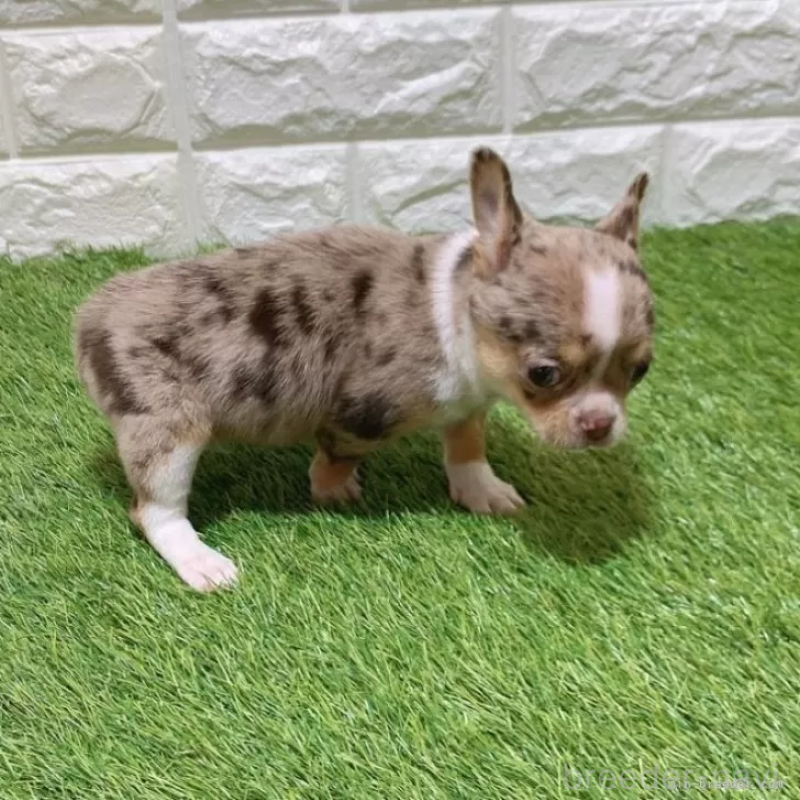 成約済の愛知県のチワワ(スムースコート)-443665の5枚目