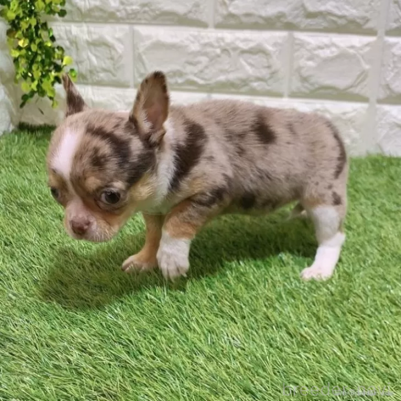 成約済の愛知県のチワワ(スムースコート)-443665の4枚目