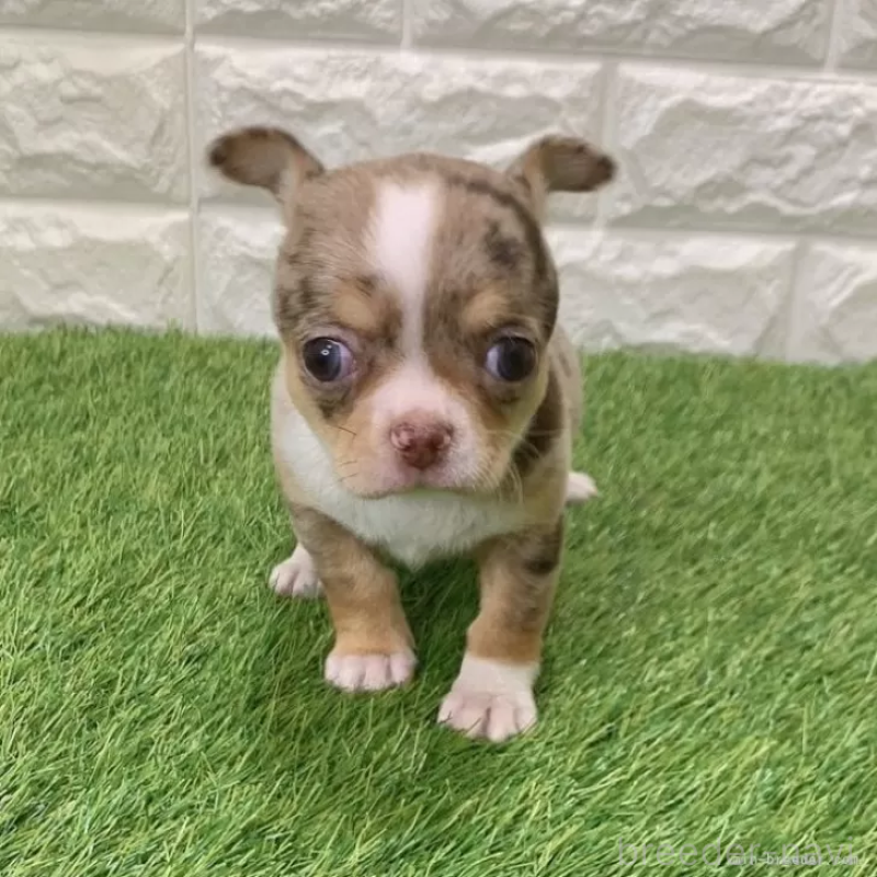 成約済の愛知県のチワワ(スムースコート)-443665の3枚目