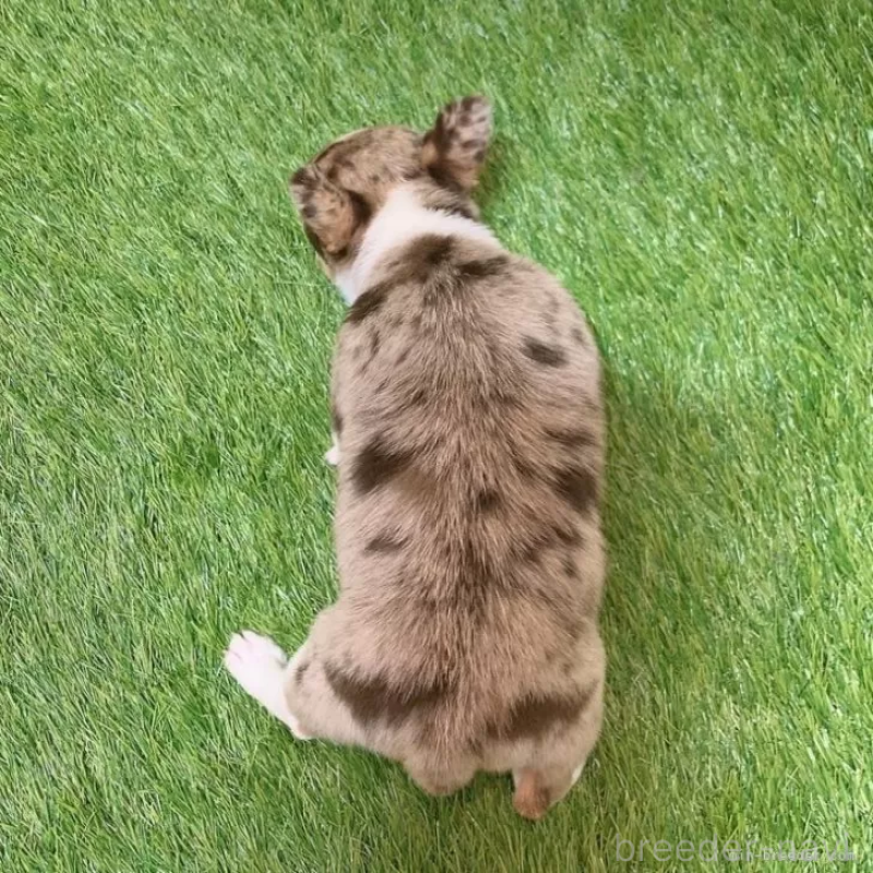 成約済の愛知県のチワワ(スムースコート)-443665の2枚目