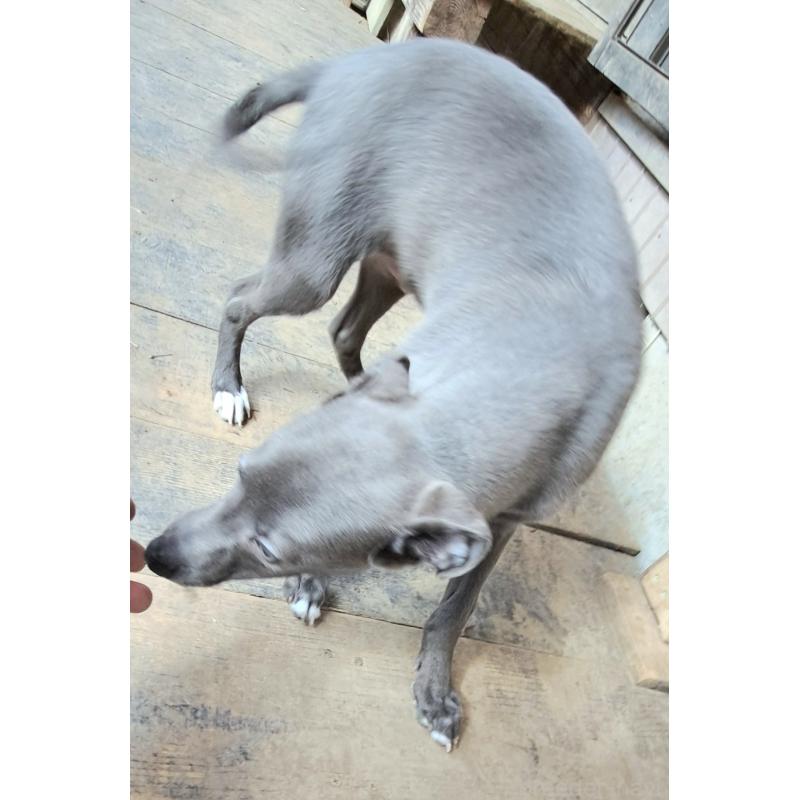 商談中の千葉県のミックス犬-441369の8枚目