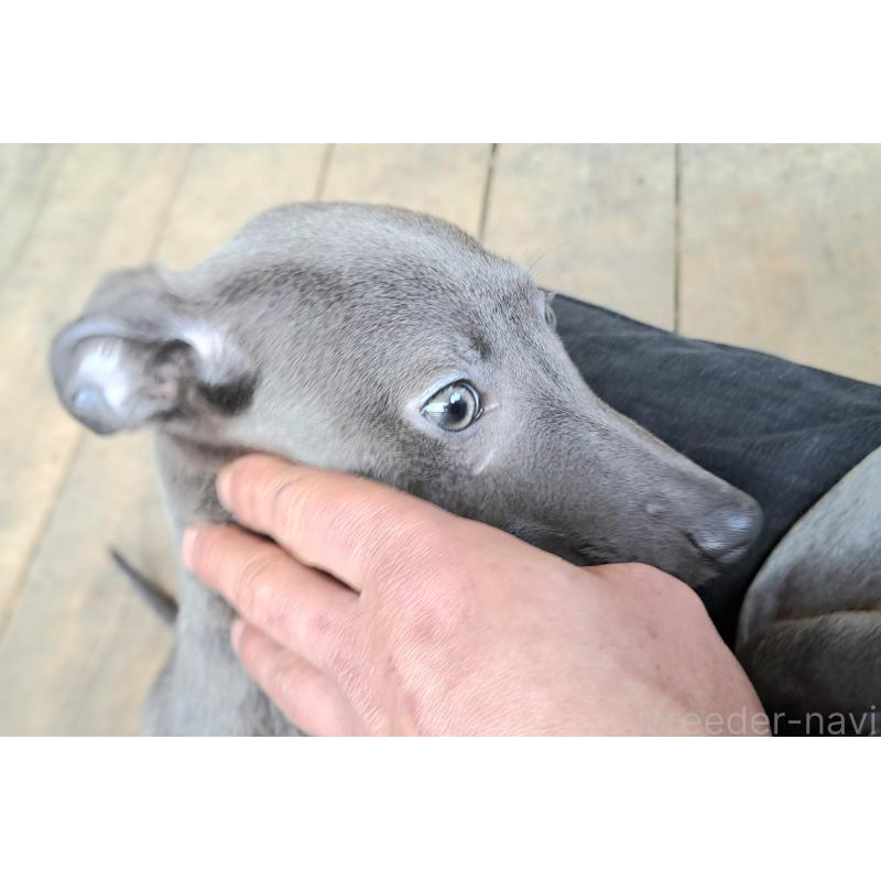 商談中の千葉県のミックス犬-441369の5枚目