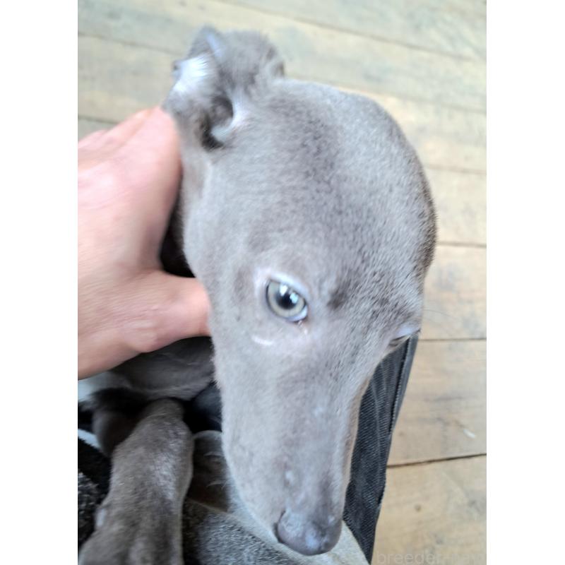 商談中の千葉県のミックス犬-441369の4枚目