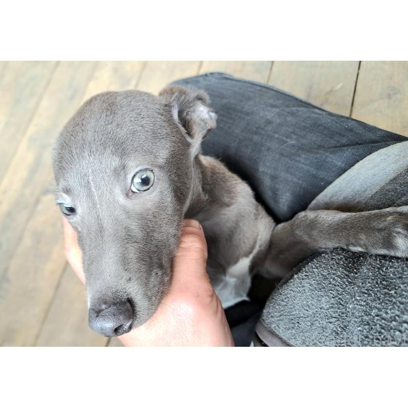 商談中の千葉県のミックス犬-441369の2枚目