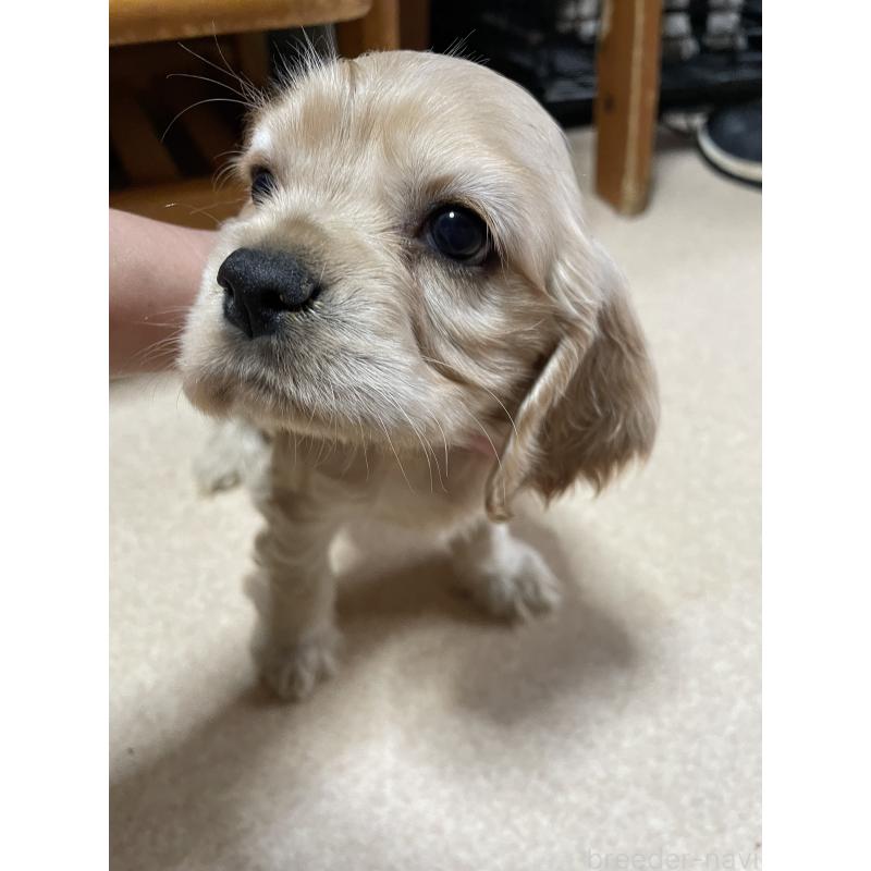 成約済の静岡県のアメリカンコッカースパニエル-445660の2枚目