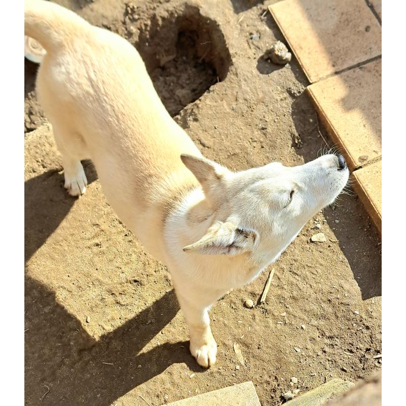 販売中の千葉県のミックス犬-444182の7枚目