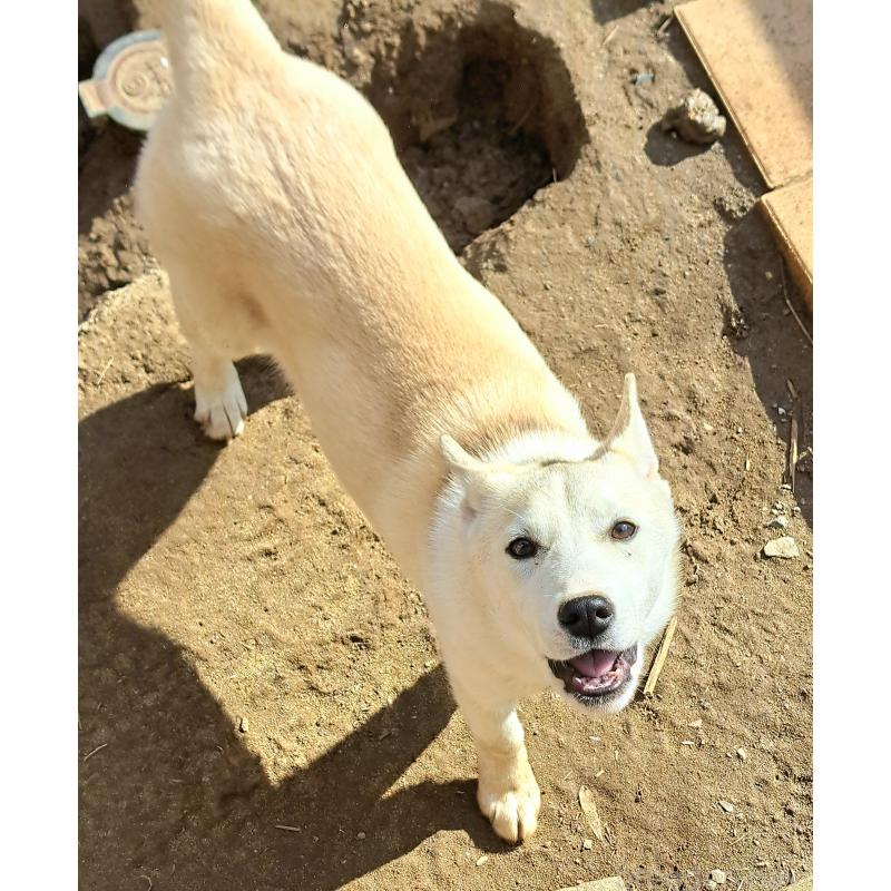 販売中の千葉県のミックス犬-444182の6枚目