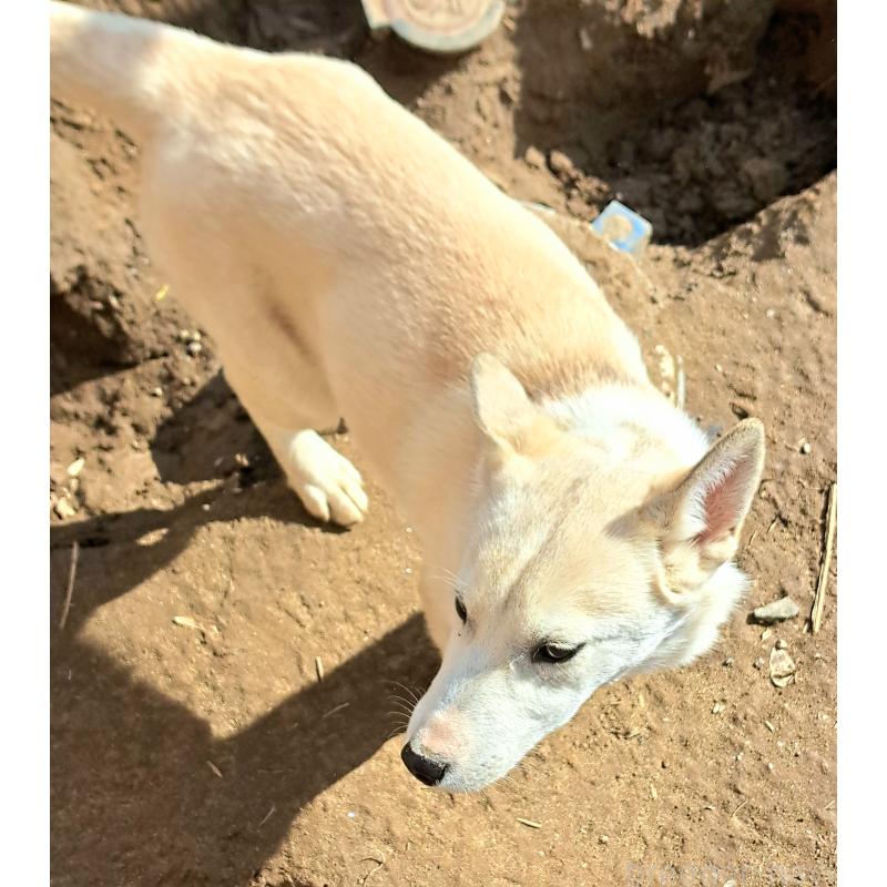 販売中の千葉県のミックス犬-444182の5枚目