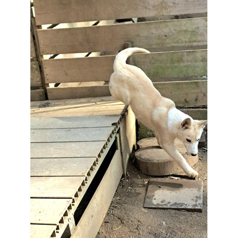 販売中の千葉県のミックス犬-444182の4枚目