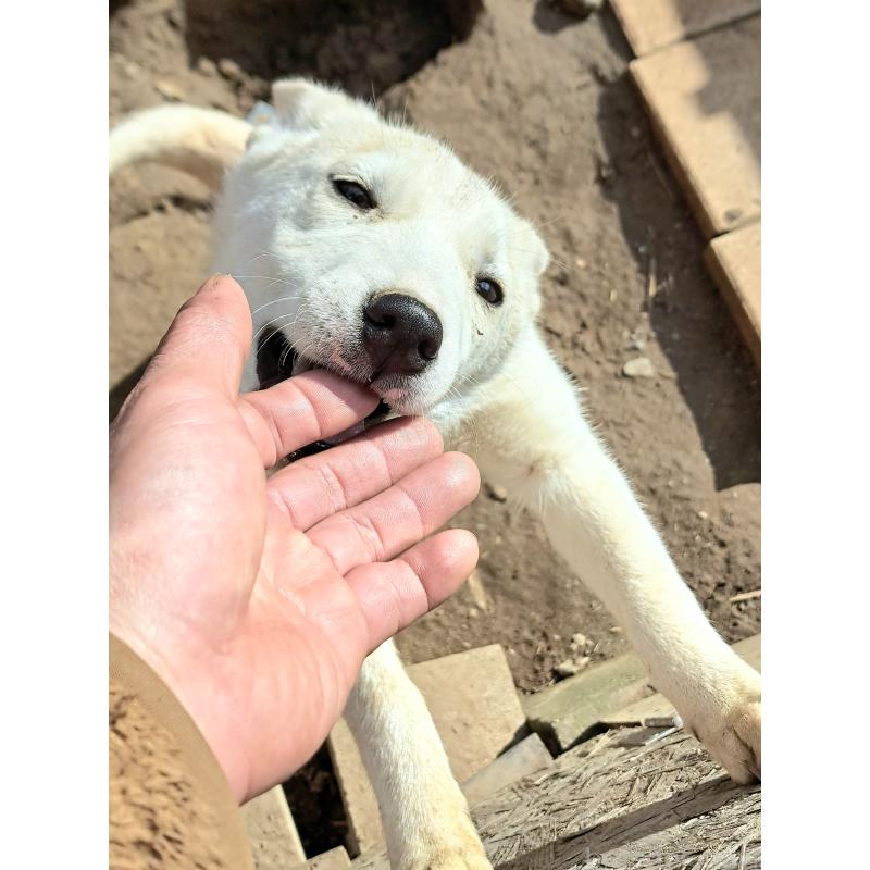 販売中の千葉県のミックス犬-444182の3枚目