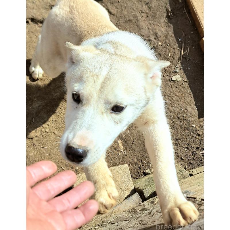 販売中の千葉県のミックス犬-444182の2枚目