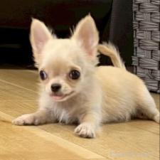 ♀︎チワワ(ロングコート)