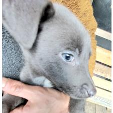 ♀︎ミックス犬