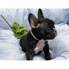 オンライン見学