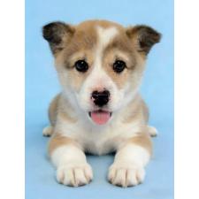 ♀︎ウェルシュコーギーペンブローク