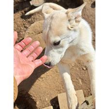 ♀︎ミックス犬