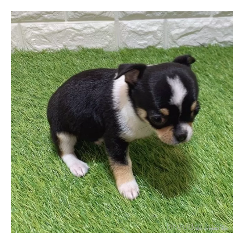 成約済の愛知県のチワワ(スムースコート)-443670の5枚目