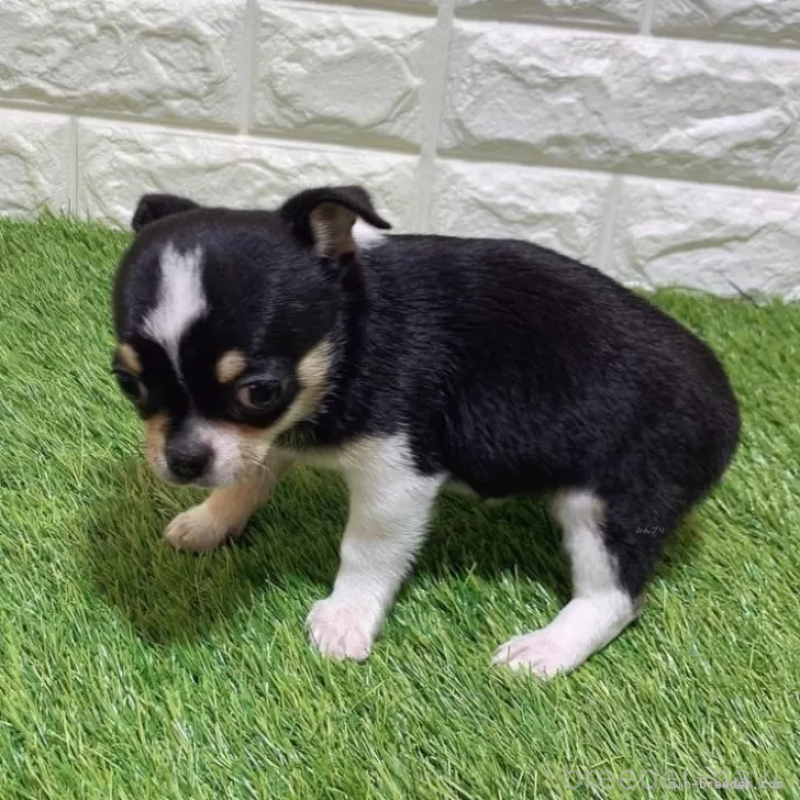 成約済の愛知県のチワワ(スムースコート)-443670の4枚目