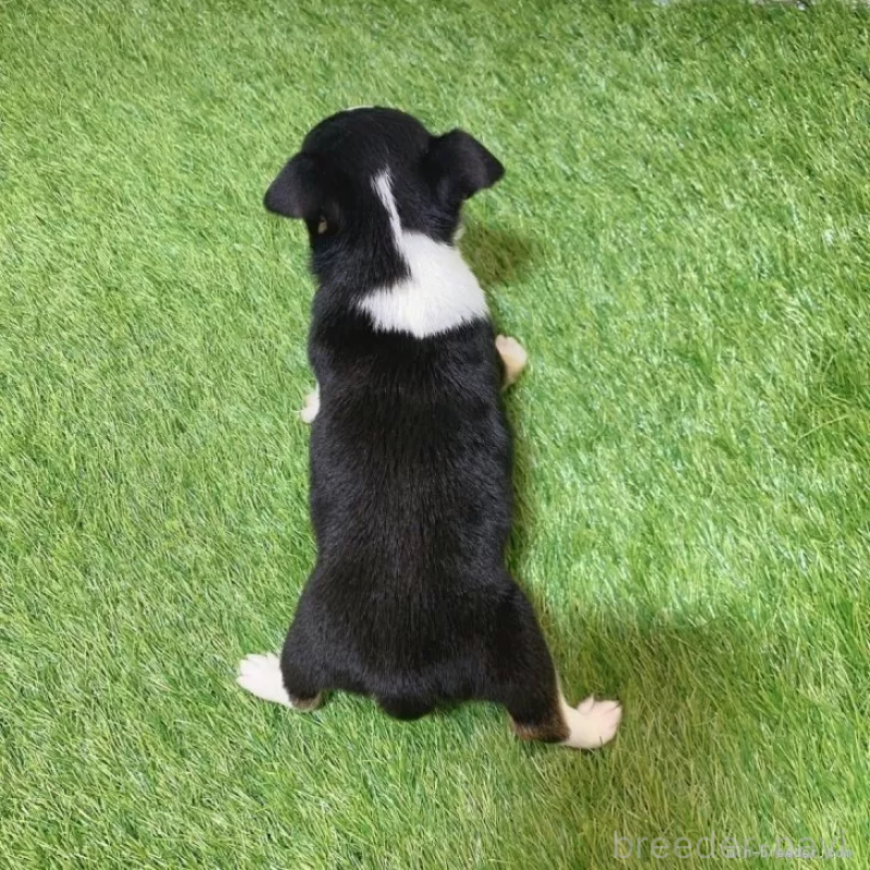 成約済の愛知県のチワワ(スムースコート)-443670の2枚目