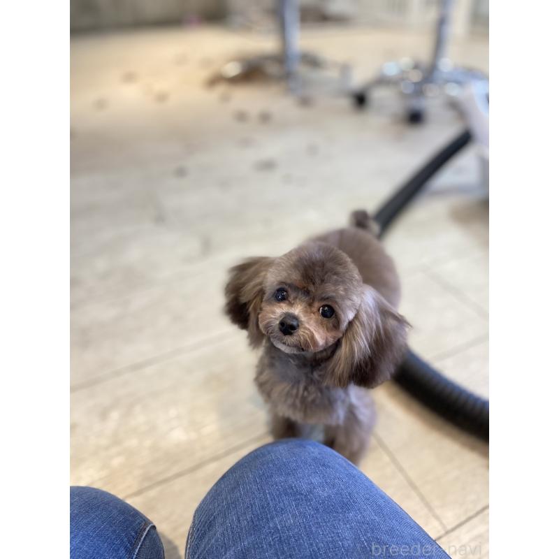 平田美奈ブリーダーの詳細