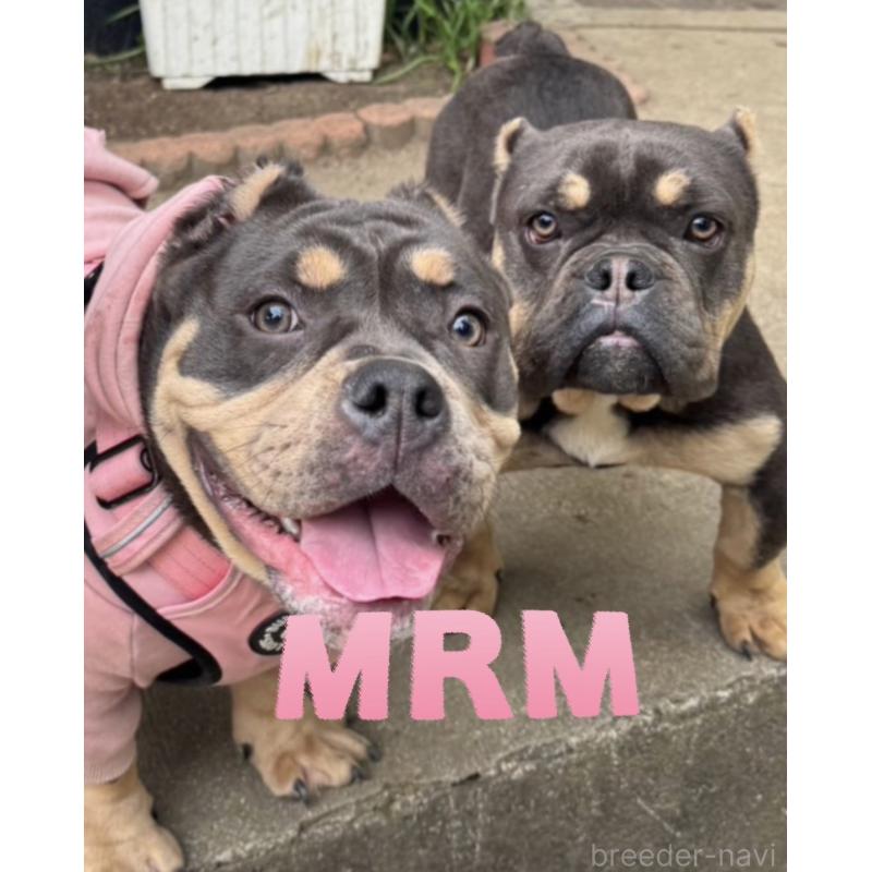 平田美奈ブリーダーの詳細