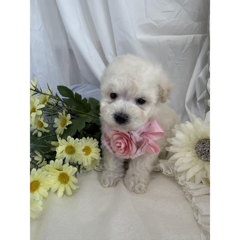 商談中の兵庫県のビションプー:ビションフリーゼ×トイプードル-442037の10枚目