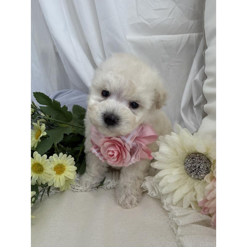 商談中の兵庫県のビションプー:ビションフリーゼ×トイプードル-442037の9枚目