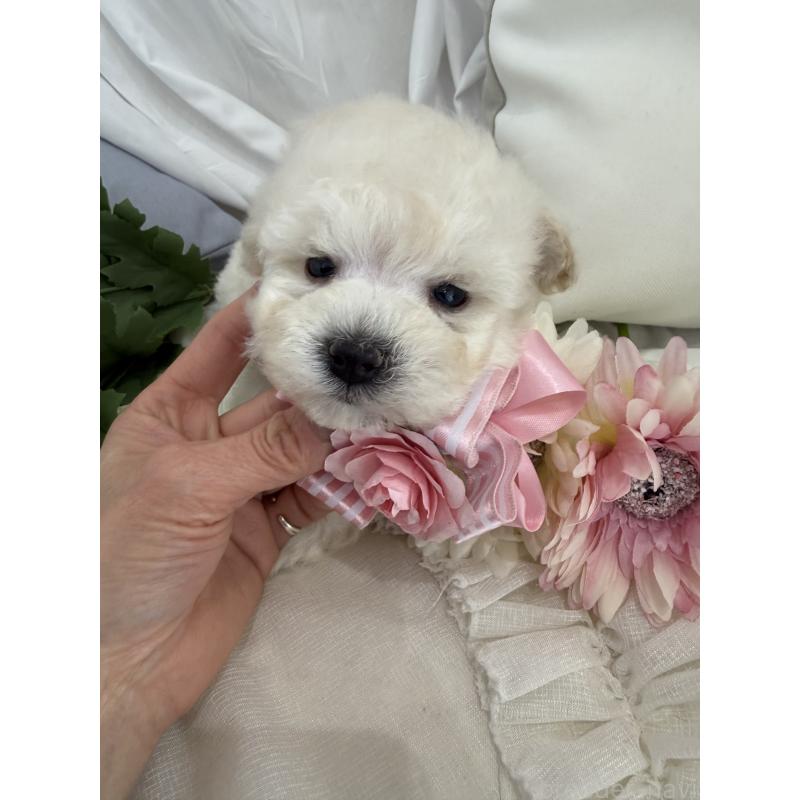 商談中の兵庫県のビションプー:ビションフリーゼ×トイプードル-442037の8枚目