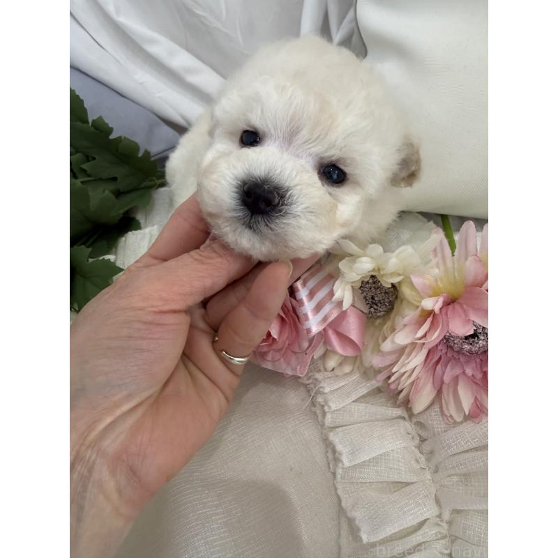 商談中の兵庫県のビションプー:ビションフリーゼ×トイプードル-442037の7枚目