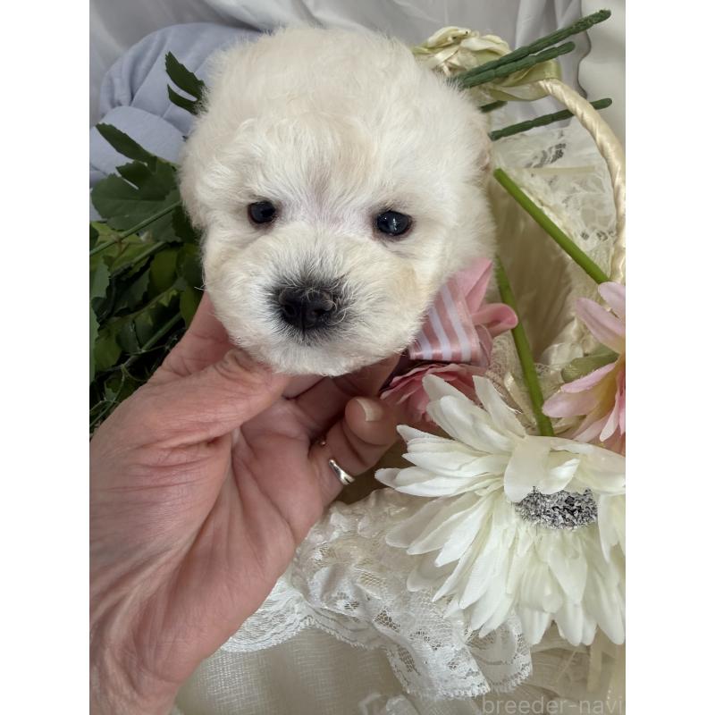 商談中の兵庫県のビションプー:ビションフリーゼ×トイプードル-442037の5枚目