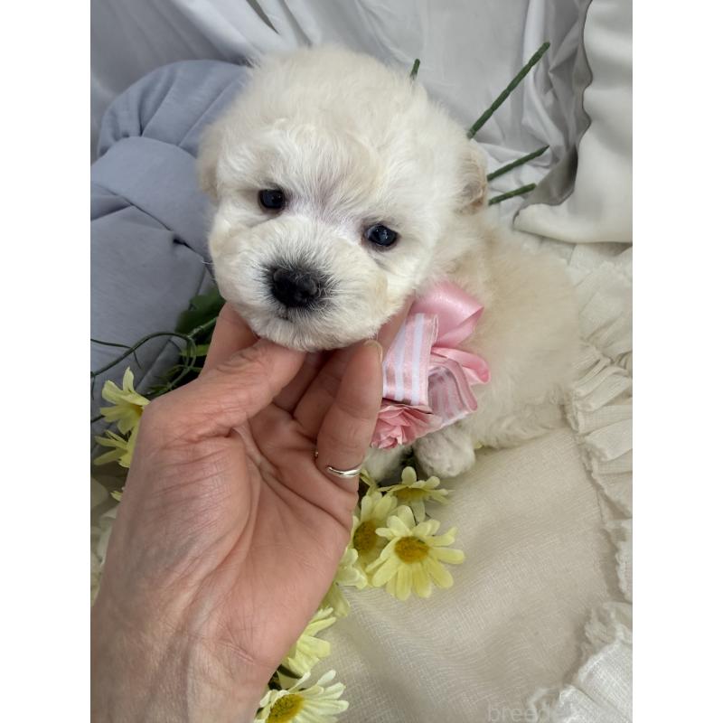 商談中の兵庫県のビションプー:ビションフリーゼ×トイプードル-442037の4枚目