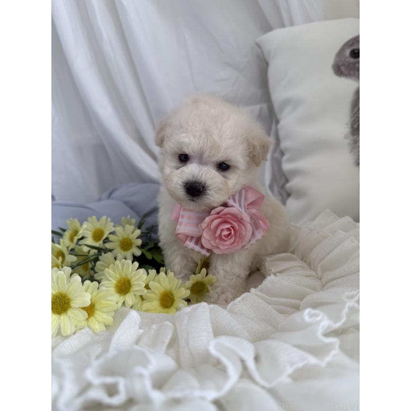 商談中の兵庫県のビションプー:ビションフリーゼ×トイプードル-442037の3枚目