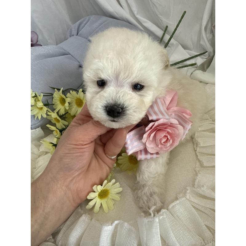 商談中の兵庫県のビションプー:ビションフリーゼ×トイプードル-442037の2枚目