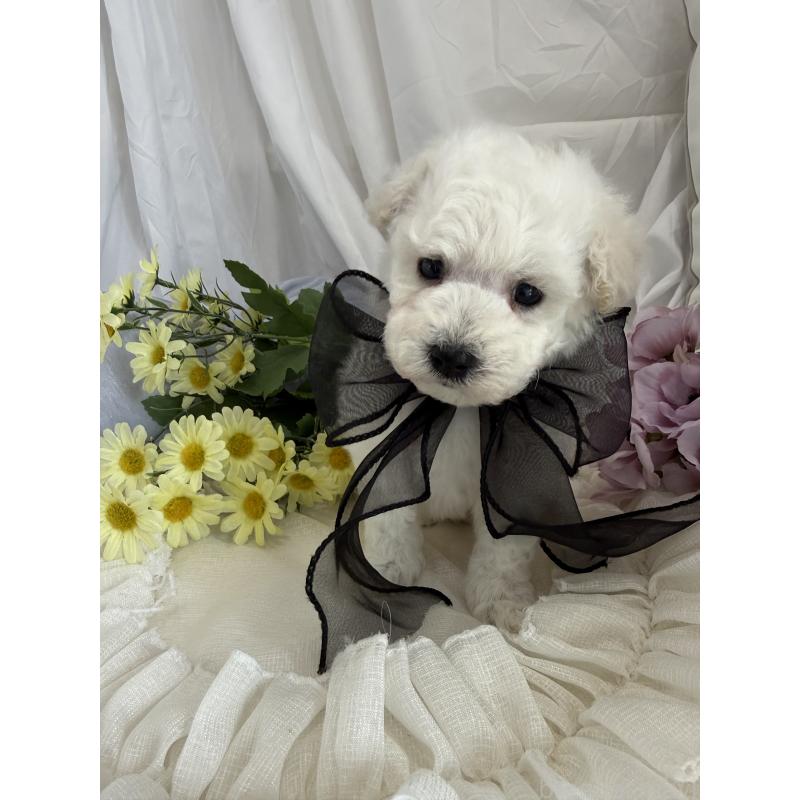 販売中の兵庫県のビションプー:ビションフリーゼ×トイプードル-442019の6枚目