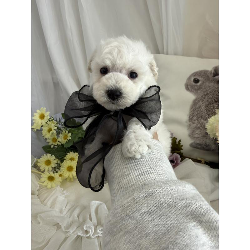 販売中の兵庫県のビションプー:ビションフリーゼ×トイプードル-442019の5枚目