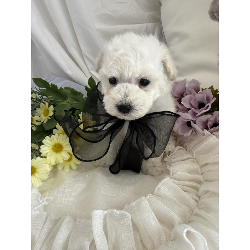 販売中の兵庫県のビションプー:ビションフリーゼ×トイプードル-442019の4枚目