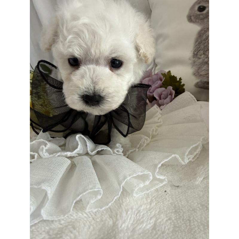 販売中の兵庫県のビションプー:ビションフリーゼ×トイプードル-442019の3枚目