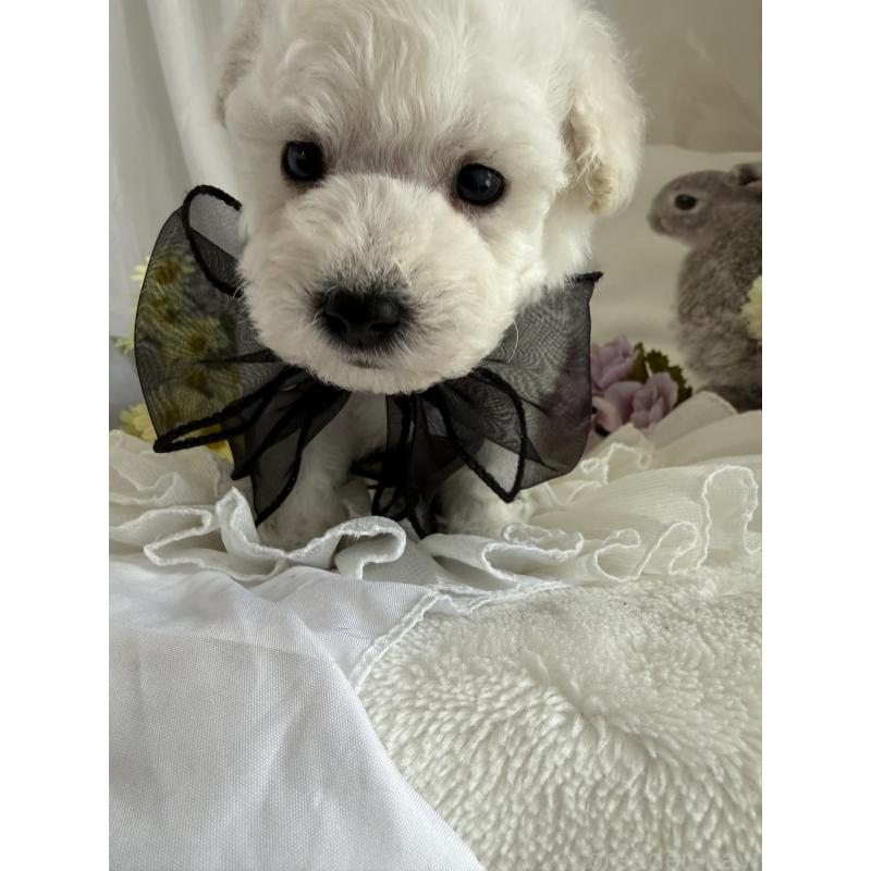 販売中の兵庫県のビションプー:ビションフリーゼ×トイプードル-442019の2枚目