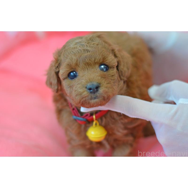 成約済の埼玉県のタイニープードル-443093の16枚目