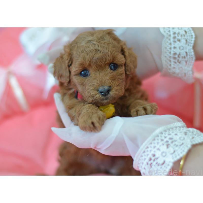 成約済の埼玉県のタイニープードル-443093の15枚目