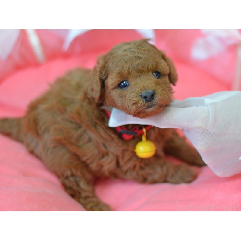 成約済の埼玉県のタイニープードル-443093の14枚目