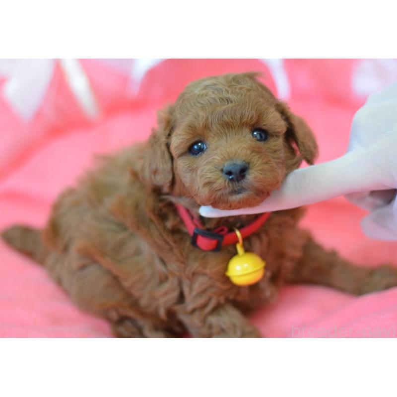 成約済の埼玉県のタイニープードル-443093の13枚目