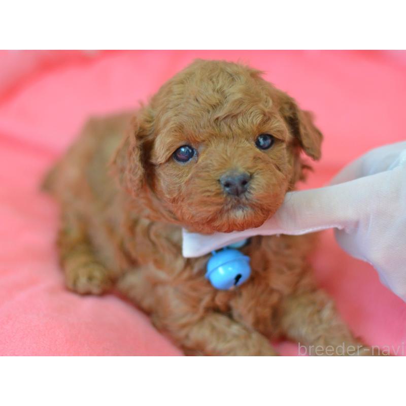 成約済の埼玉県のタイニープードル-442957の14枚目