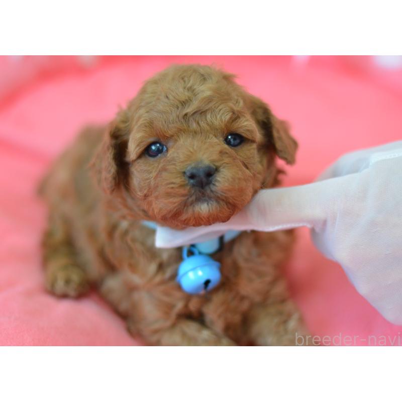 成約済の埼玉県のタイニープードル-442957の13枚目