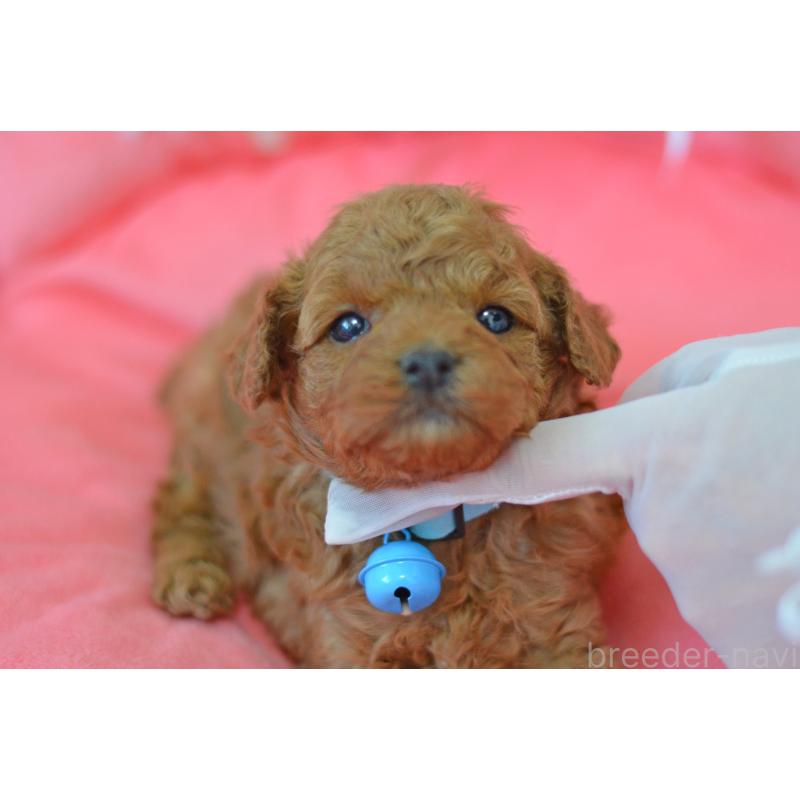 成約済の埼玉県のタイニープードル-442957の12枚目