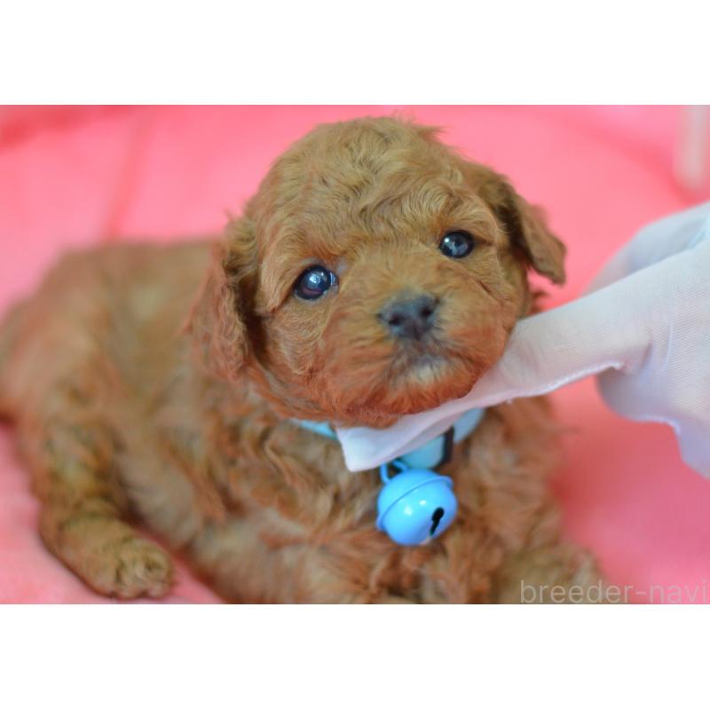 成約済の埼玉県のタイニープードル-442957の11枚目