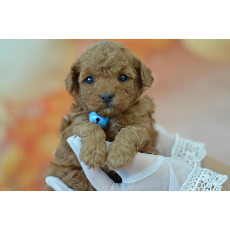 成約済の埼玉県のタイニープードル-442957の10枚目