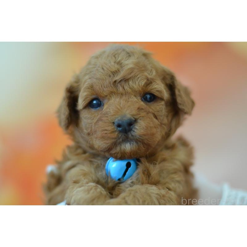 成約済の埼玉県のタイニープードル-442957の9枚目