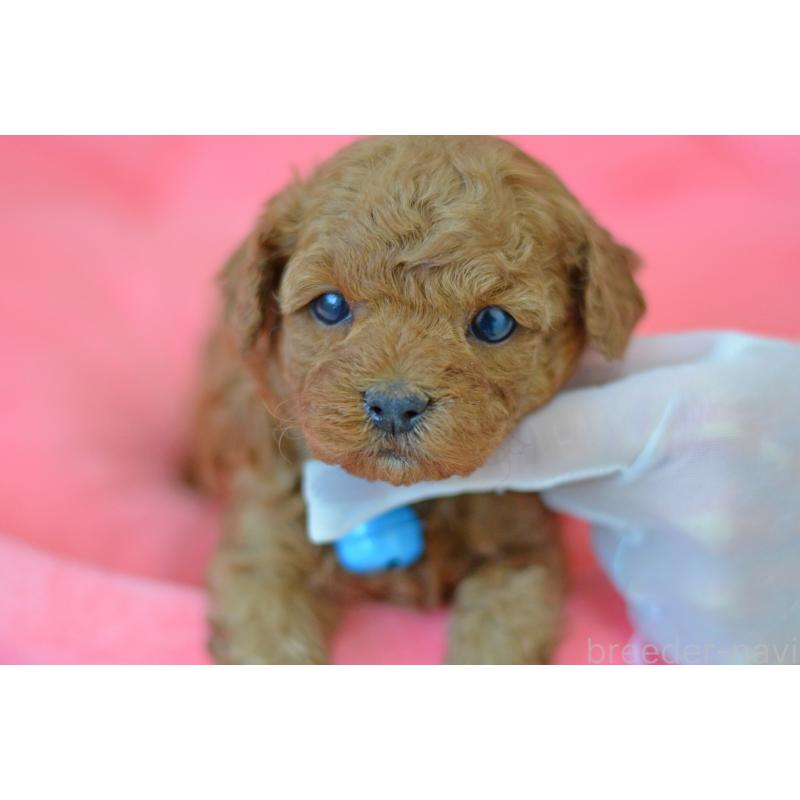 成約済の埼玉県のタイニープードル-442957の8枚目